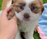Havashu Puppies For Sale Fairfield Furbabies